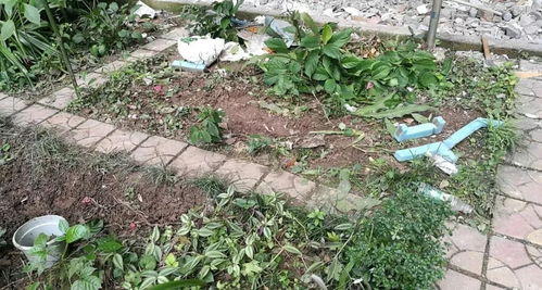 残花枝叶，垃圾里的花仙子