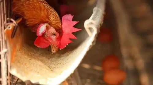 肉鸡猝死因：饲料营养失衡、环境应激