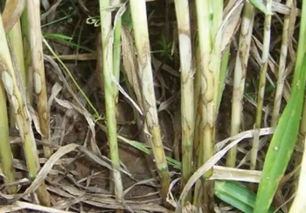 小麦纹枯病：那啥，就是麦子得了一种病