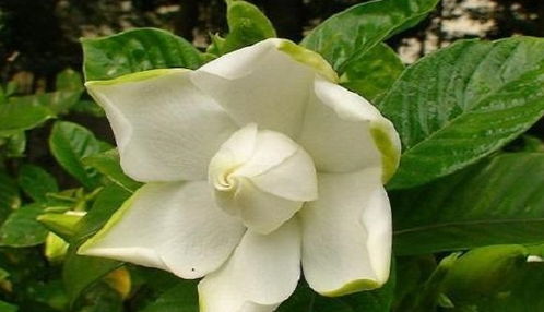 枝条选择与扦插介质