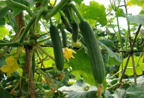 多菌灵的作用、 使用方法及注意事项