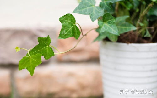 刀豆生长需温暖湿润、阳光充足的环境