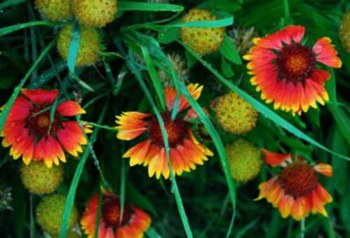 实现全年花卉不断的小技巧