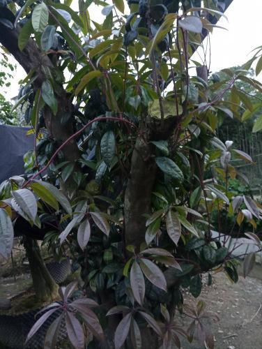 杨梅苗大树移栽， 这些要点要知道