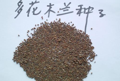 多花木兰种子如何播种？请详细介绍一下多花木兰的种植方法步骤