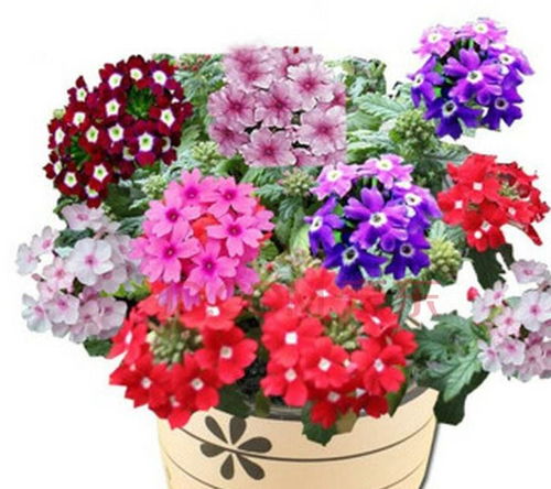 第四步：制作种子