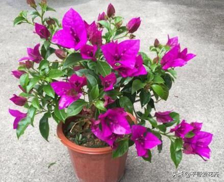 阳光是关键， 光照要充足