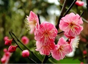 选苗避坑指南：叶片边缘带半透明镶边