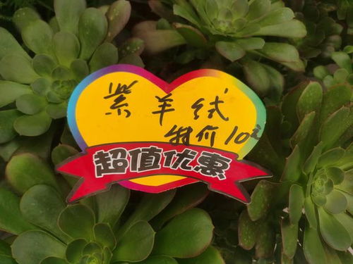 半边黄后，经济价值潜力巨大