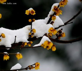 腊梅花的喜好与忌讳
