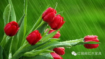 郁金香花语中蕴含的责任之道，如何在实际生活中体现和实践