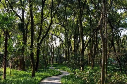 海南乡土树木：自然宝藏