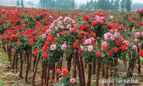 不够精致， 绿色花边有点脏