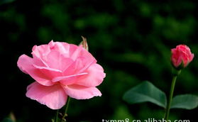 果酱月季的生长习性和栽培建议