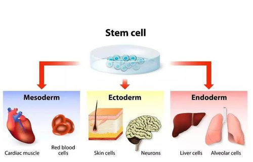 抗真菌高手， 用途广泛