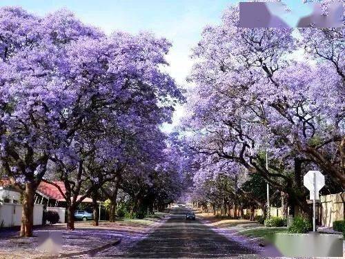 紫穗槐， 秋天的紫色诗篇