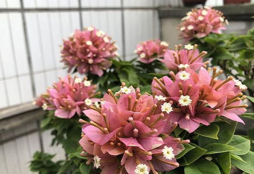 第二步：保留芽点， 刺激新枝