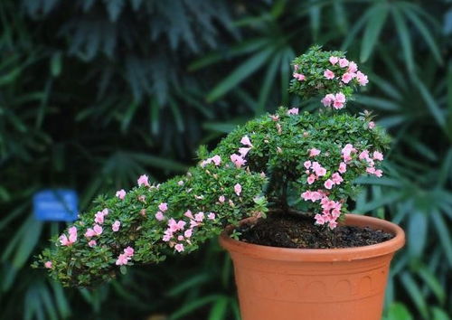 6月份种植植物介绍