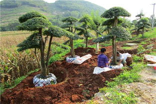 春季， 万物复苏的月份