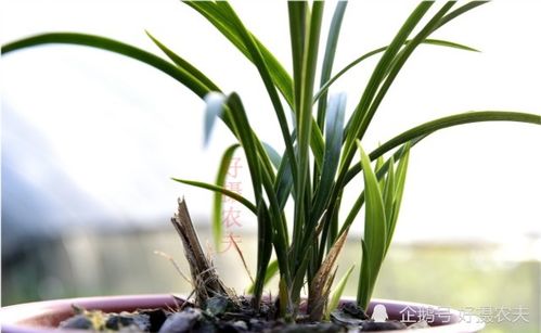 兰花的肥料学问
