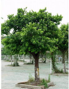 绿化带里的“草砖”