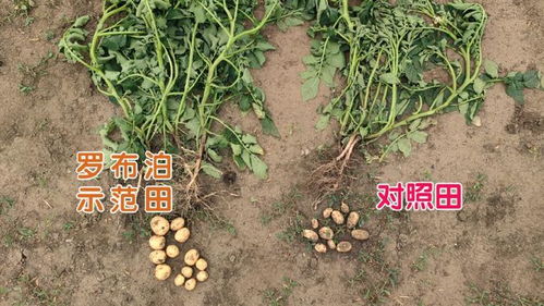 选种与播种时间