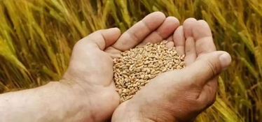 如何降低农药残留风险？