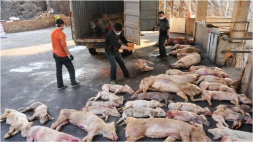 农业养殖技巧：五招识破病死猪肉