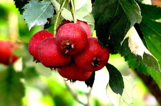 红果金栗兰冬季养护要点