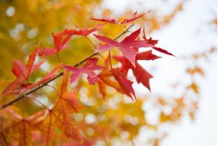 美化环境的花树， 就像四川的风景一样，美得让人心醉