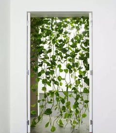 探寻绿植之美：图中的绿植品种及自然之美特点