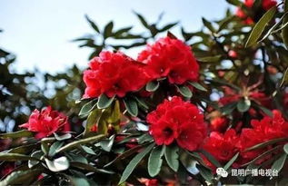 马缨花，哪月绽放？