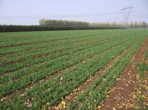 小麦田里的“神秘药水”