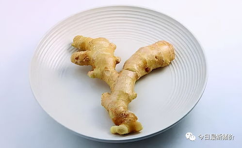 生姜喂母猪，提升仔猪存活率