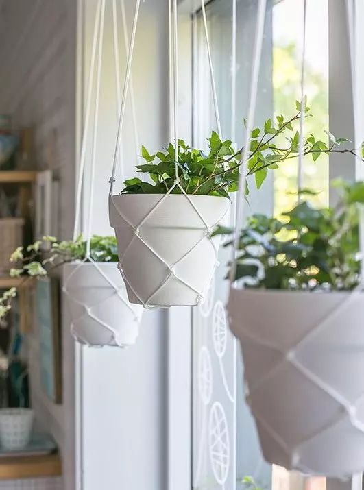 养花人的性格，你了解吗？