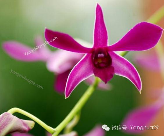 梗多花卉品种，等你来发现