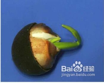 碗莲种子种植，新手必堪！