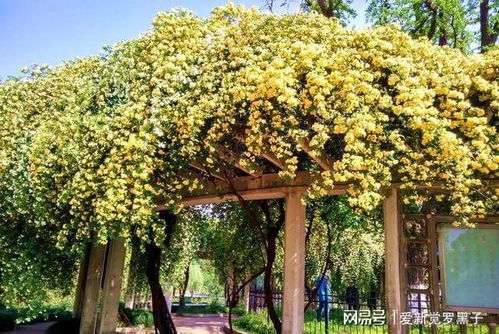 月月开花的植物大揭秘