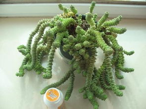 3. 浇水技巧， 掌握分寸是关键