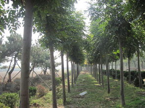 栾树苗交易榜单解析