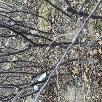 嫁接苹果常用的砧木有以下几种：