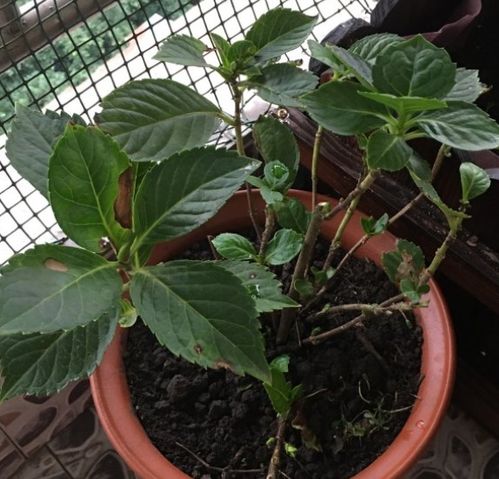 这些植物，修剪？不存在的！