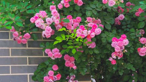 东方桃花洲天然温泉度假村