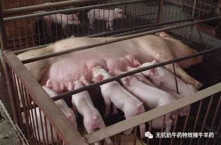 2023年重庆荣昌最大养猪场土杂猪最新价格是多少？