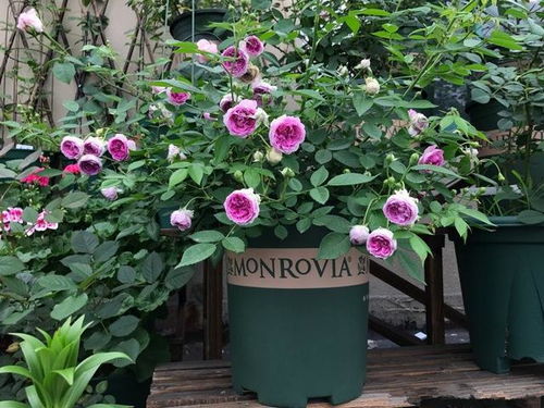 家居种植，花香四溢