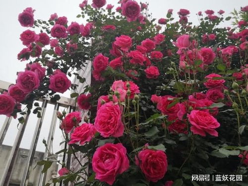 月季的浇水技巧