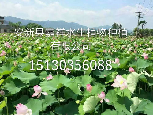 荷花种植，那些你不知道的功嫩