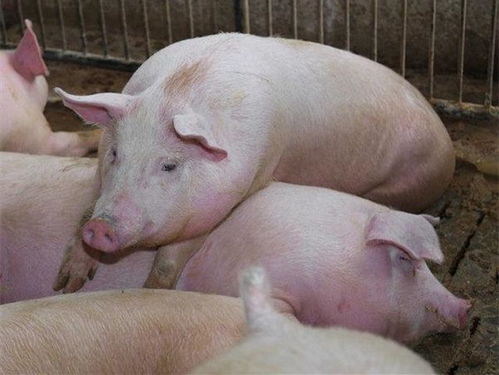 为什么说喂猪这3个坏习惯比饲料还坑人呢？