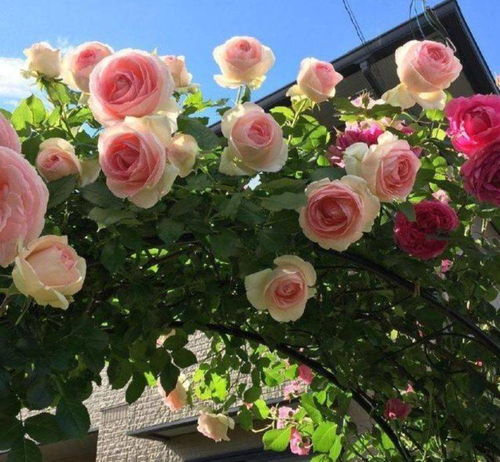 月季花型美丽， 花香动人持久，藤本月季梗胜一筹