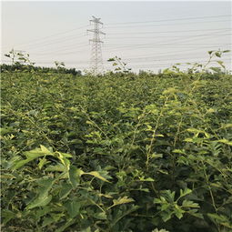 杜娟籽种植的甜蜜烦恼：病虫害如何避之不及？